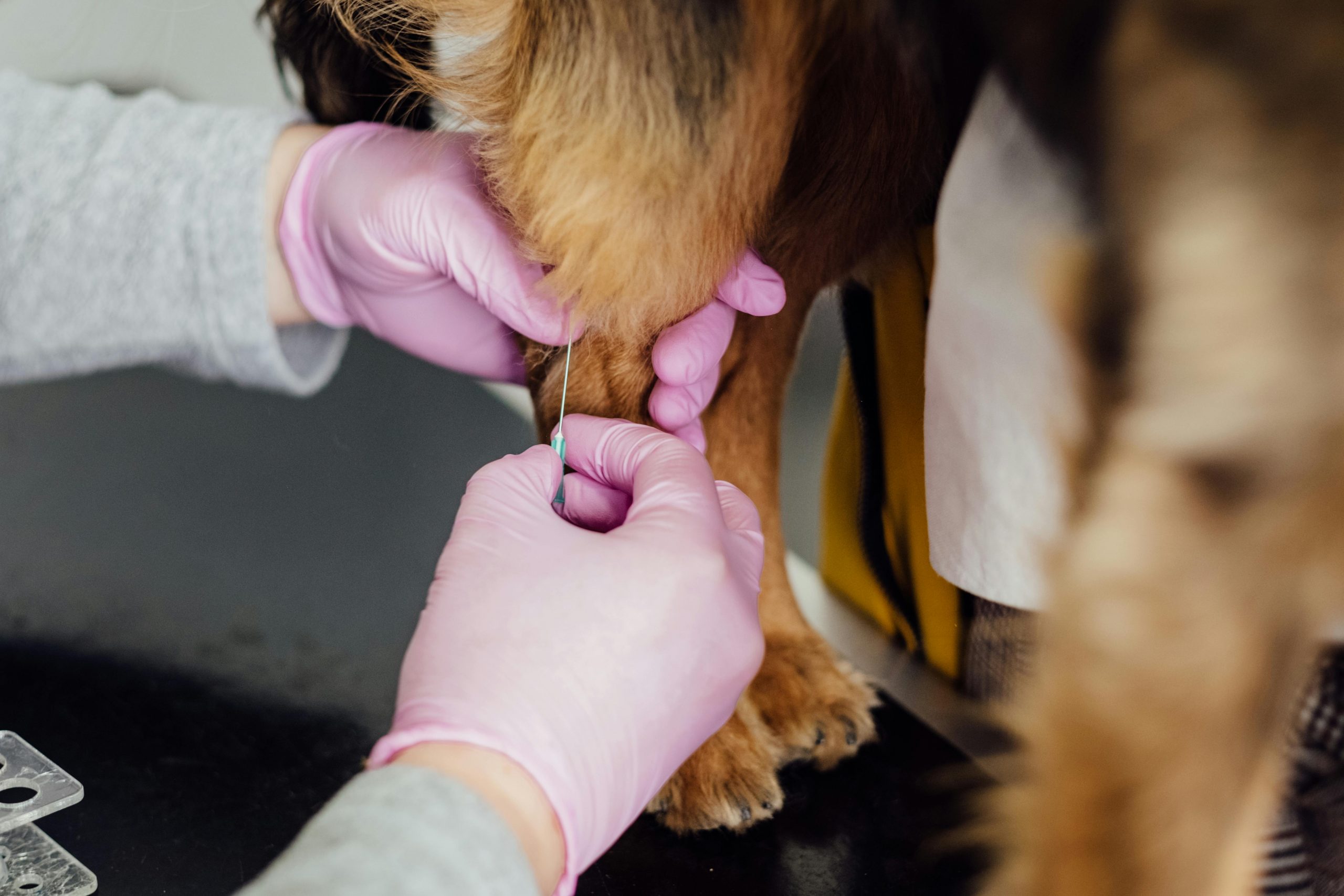 a person in pink gloves holding a needle to a dog