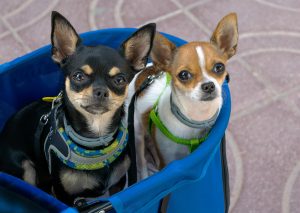 two dogs in a stroller
