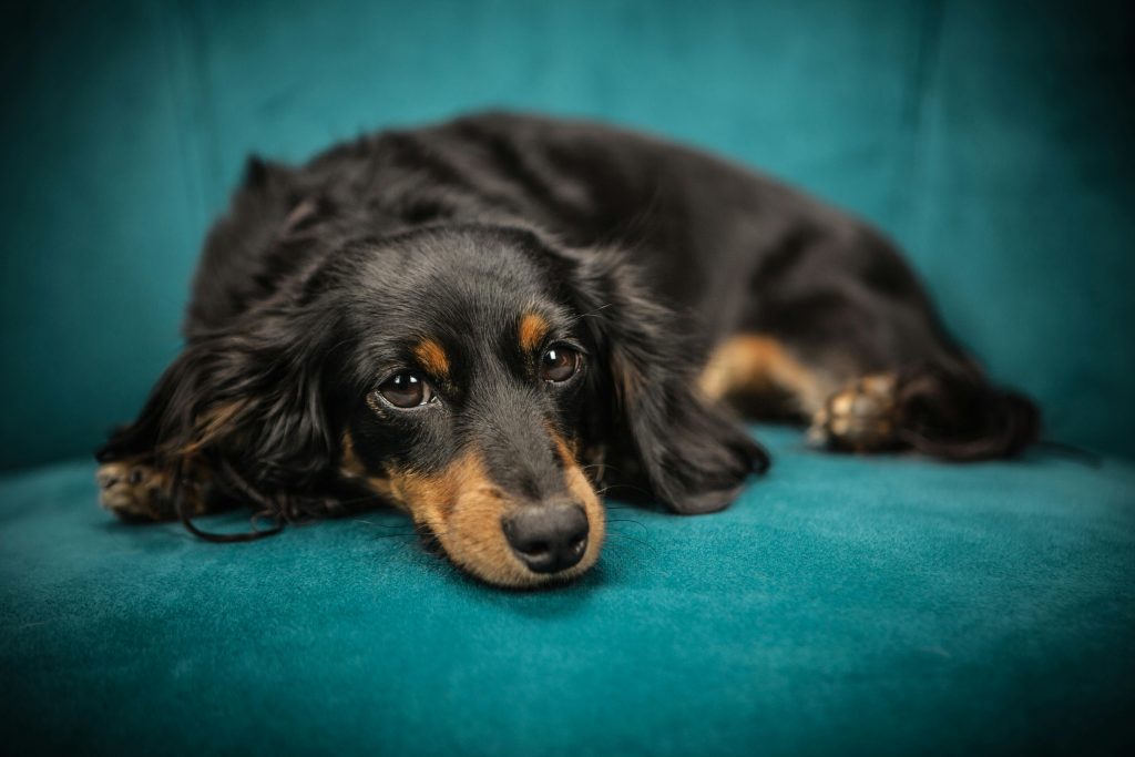 Dachshunds come in second in the best small dog breeds category according to The Chi Society.