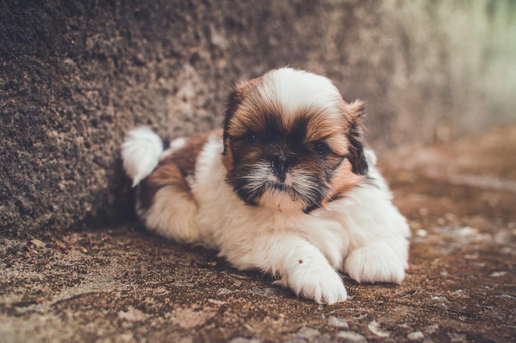 a small dog lying on the ground