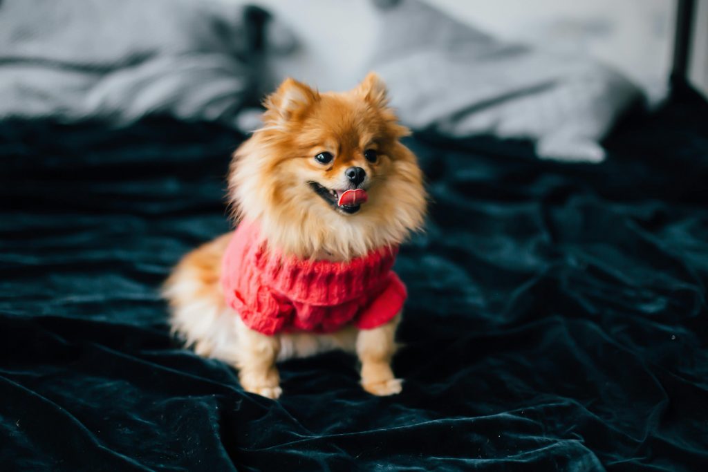 a dog wearing a sweater