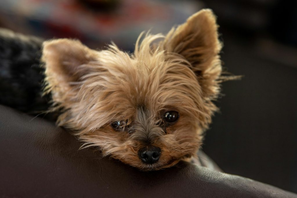 a small dog lying on a couch