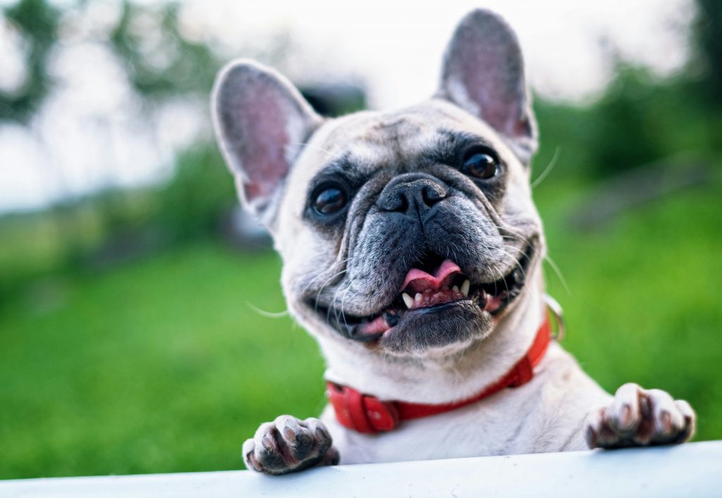 a dog with its mouth open and paws on a white surface