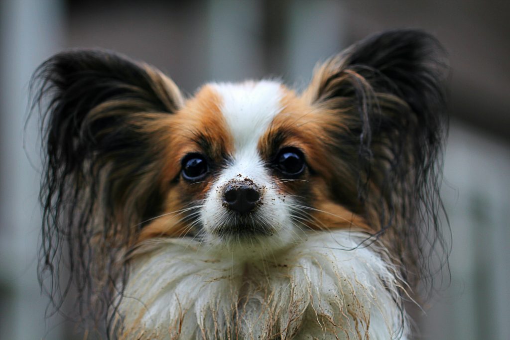 a close up of a dog