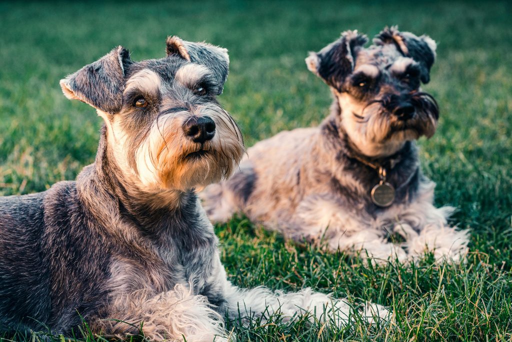 two dogs lying in the grass