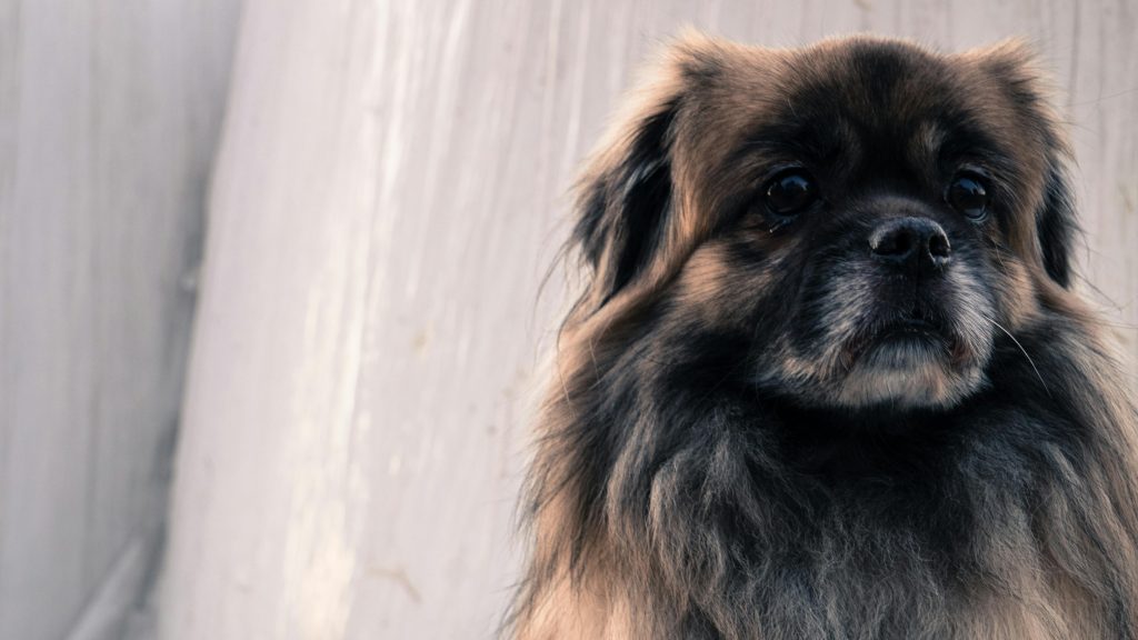 a close up of a dog