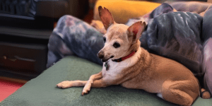Rescue Chihuahua Lost in Fire - Remembering Rosie.