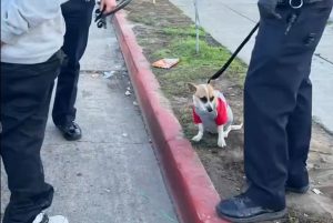 a stolen chihuahua on a leash on a sidewalk