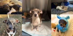 What happened to the 63 Chihuahuas that were rescued in Pennsylvania?