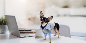 a small dog wearing a shirt on a desk