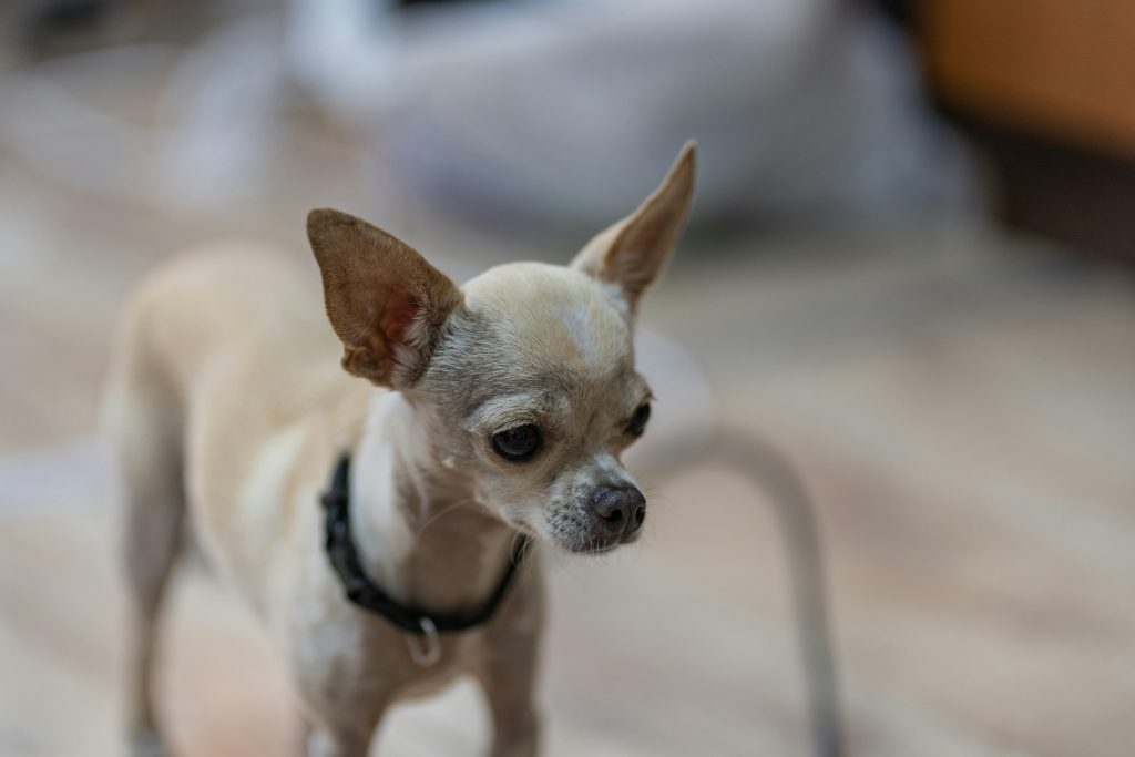 a small dog with large ears