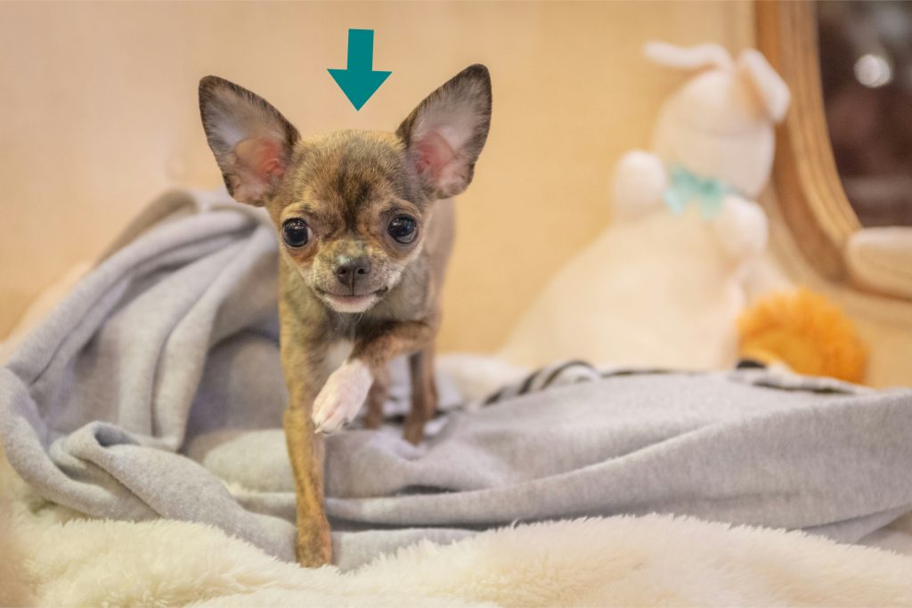 a small dog with large ears and a blue arrow