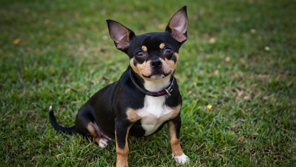 a small dog sitting in grass - chihuahua pitbull mix