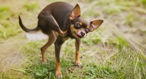 a dog with its tongue out
