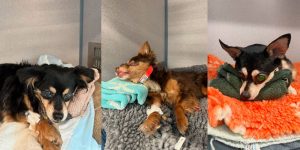 a collage of a dog lying on a blanket - chihuahuas rescued from fire