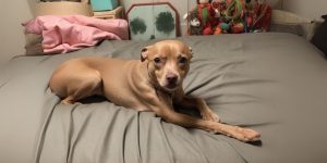 a dog lying on a bed