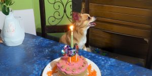 a dog sitting in front of a cake with a lit candle in viral chihuahua birthday video