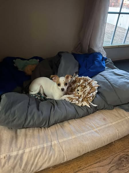 a dog lying on a bed