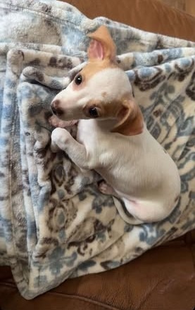 a dog lying on a blanket