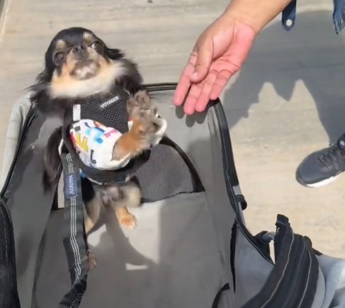 a dog in a backpack