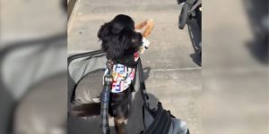 a chihuahua waving from his stoller