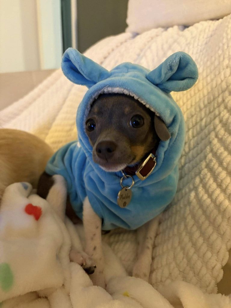 a small dog wearing a blue hoodie