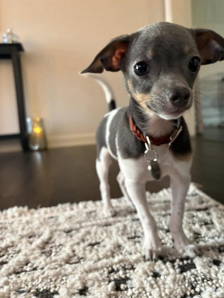 a small dog standing on a rug