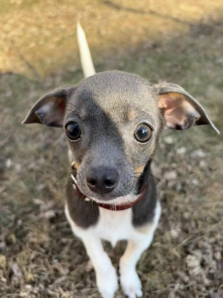 a dog looking up at the camera
