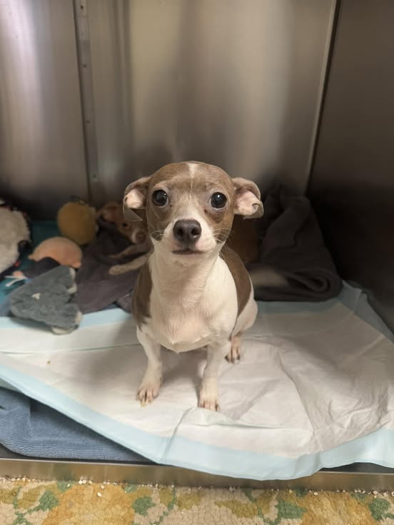 a dog sitting on a blanket. chihuahua rescue update