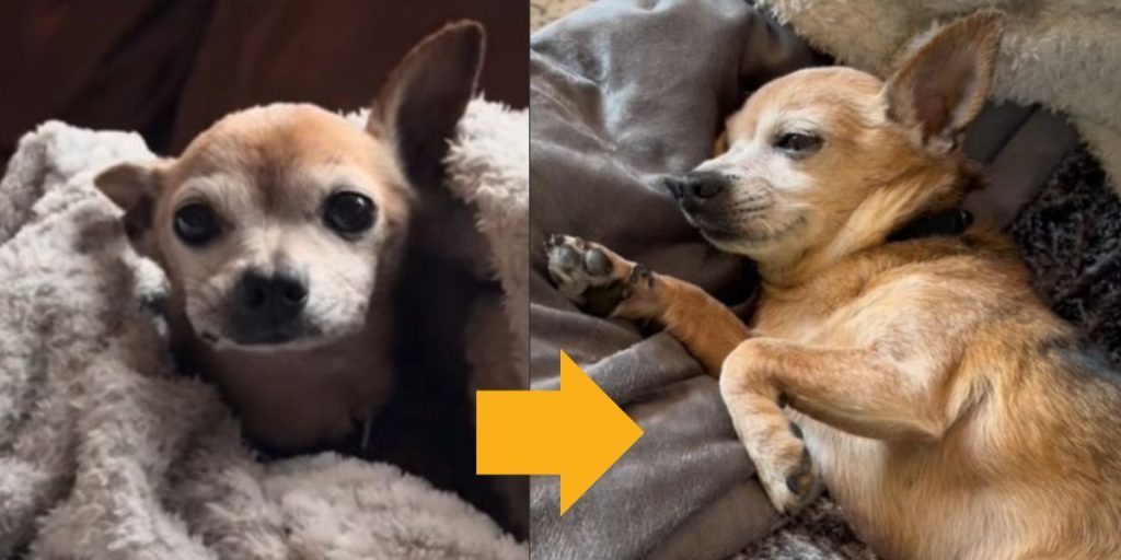 a dog lying on a blanket - tyler's chihuahua transformation
