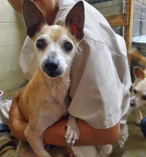 a person holding a senior foster chihuahua