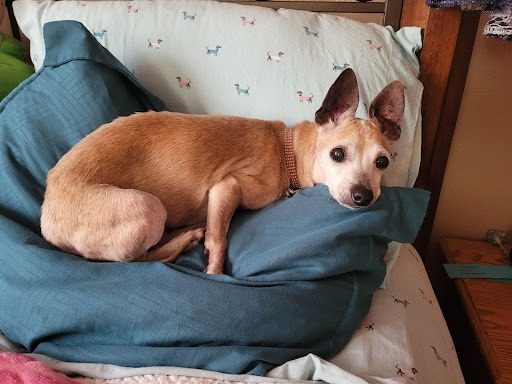 a dog lying on a bed