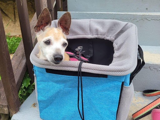 a dog in a basket