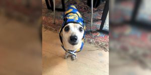 a dog wearing a coat
