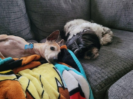 a dog lying on a couch